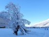 Schneelandschaft mit vollgeschneitem Baum