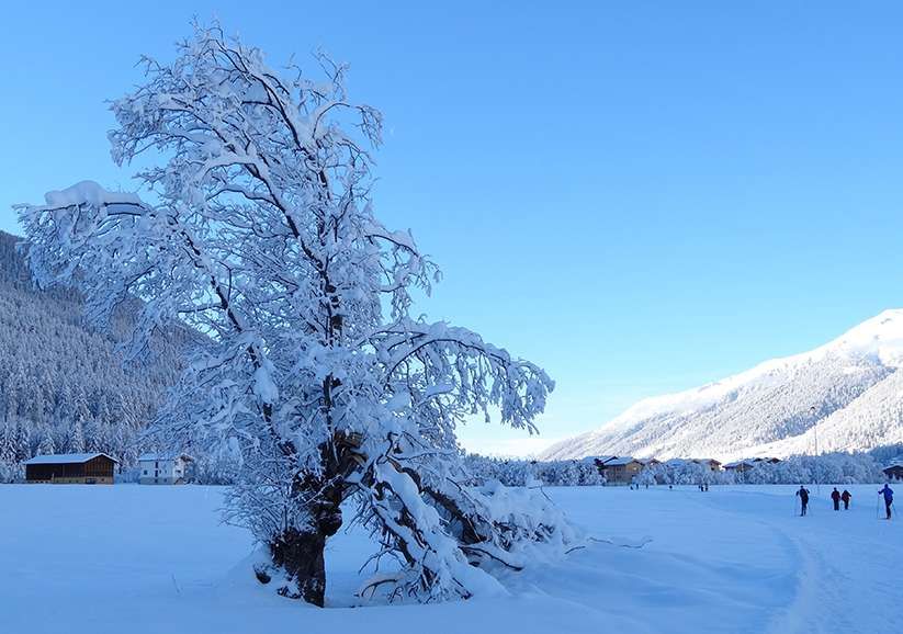 Schneelandschaft mit vollgeschneitem Baum